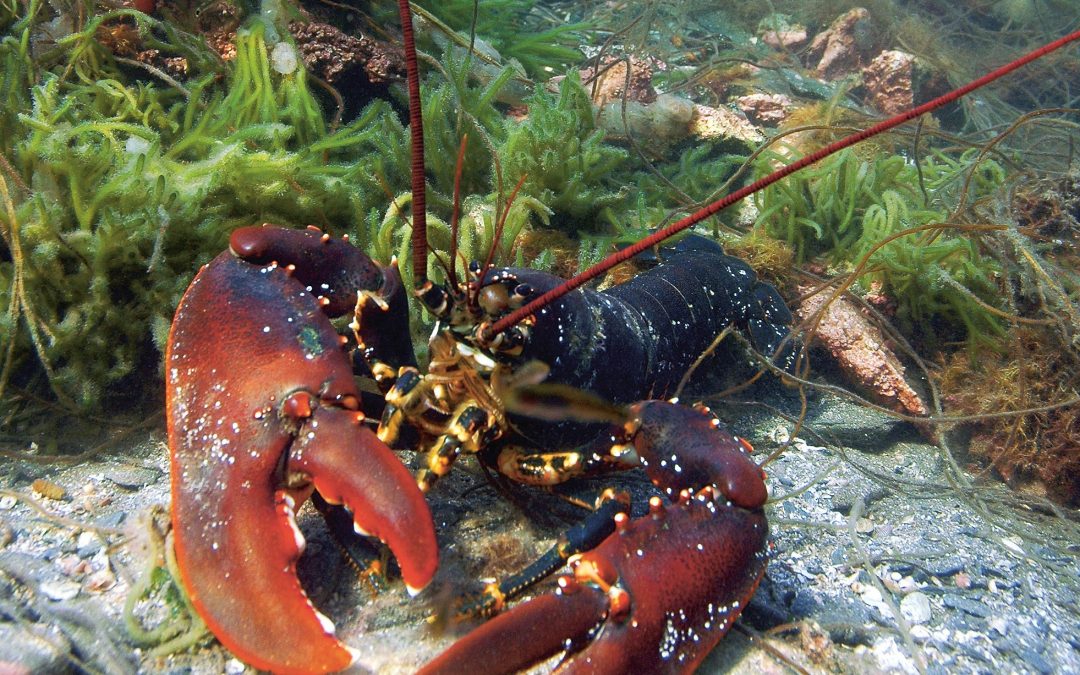 Hummeren må beskyttes bedre!