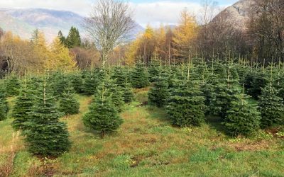 Salg av juletrær på Mostun natursenter