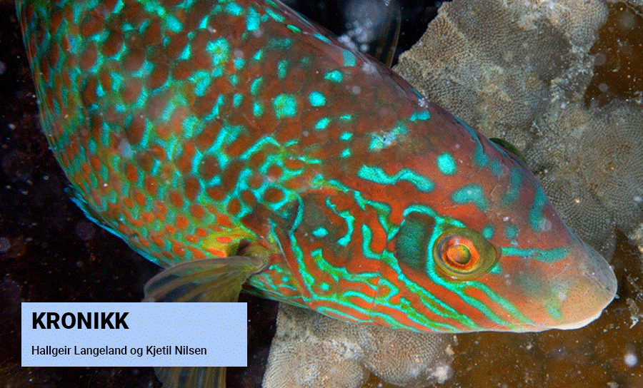 Vil forby leppefisk som lusespisere