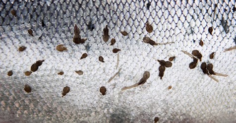 Lakselobbyen styrer oppdrettsnæringa