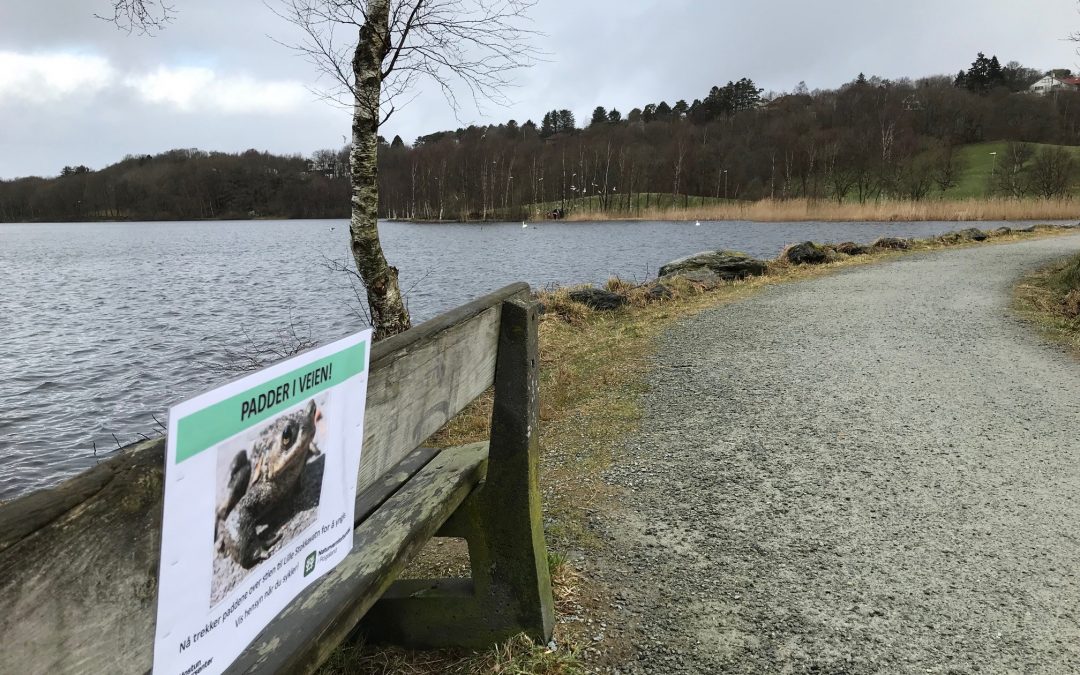 Vær vaktsom – padder i veien!