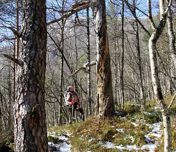Øvre del av Skurvedalen i Lysefjorden er vernet som skogreservat!