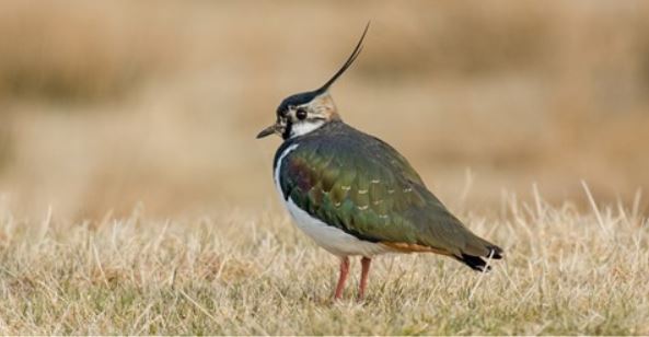 Vil Nikolai Astrup ta sin del av ansvaret for å stanse tapet av biologisk mangfold?