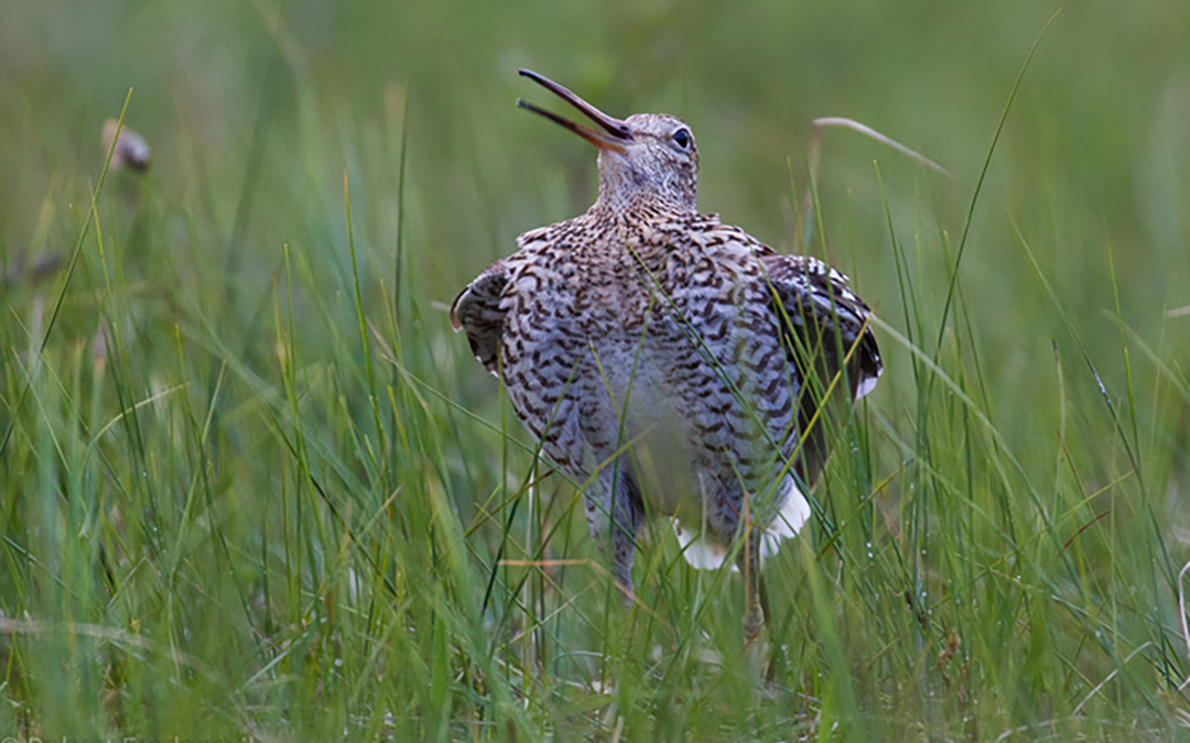 Ja til forbud mot dyrking av myr
