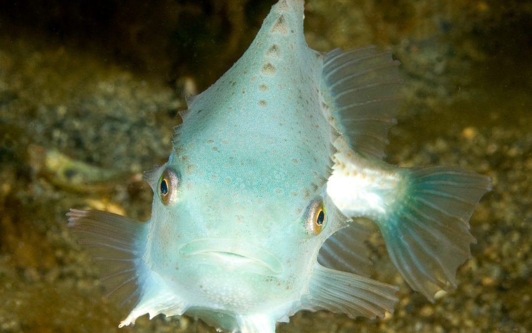 La leppefisken få leve!